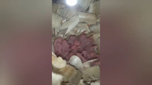 Родились хомячата!!!