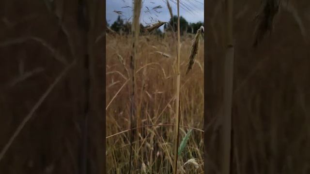 Пшеничное лето #дача #лето #беларусь #пшеница #гомель #золото смотреть онлайн