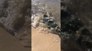Змея в реке Дон