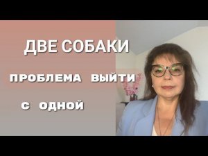 Две собаки Проблема выйти только с одной