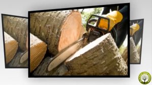 Blalock Tree Service - Pittsburgh Prune, Remove, Stump