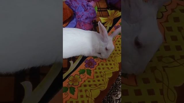 chikky rabbit ?? sleeping