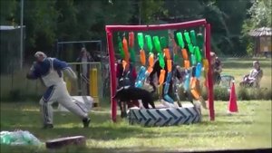 Голландская овчарка. Мондьоринг. Ясенево.