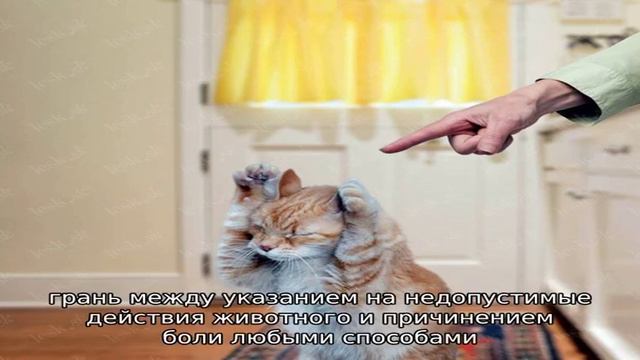 Как отучить кошку царапаться и кусаться смотреть онлайн