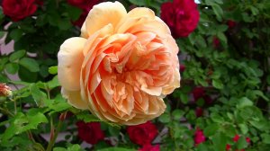 Оранжевая роза. Дачные картинки. Уникальный проект.