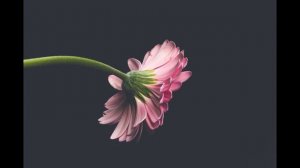 Лечебная музыка для сердца и сосудов. Музыка для души