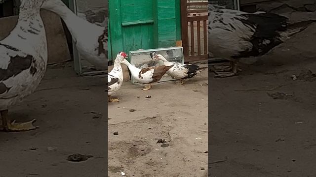 Самолюбование