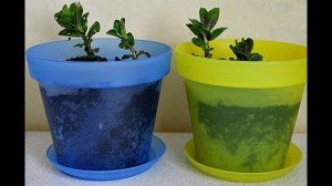 Как вырастить мяту у себя дома? Секреты выращивания мяты дома!