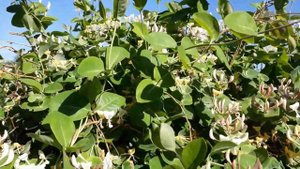 #сад #каприфоль #жимолость / Жимолость каприфоль (лат. lonicera  caprifolium). Ландшафтный  дизайн