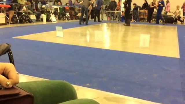 Бельгийский гриффон Евразия2