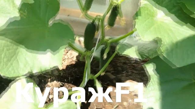 Огурцы Сбор Сравнение сортов смотреть онлайн