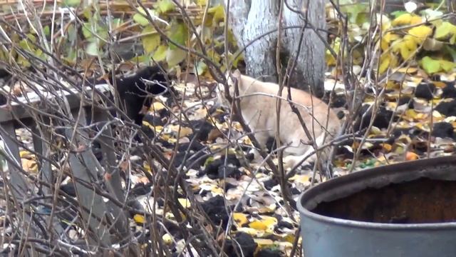 КОТЫ дерутся из за рыбы. смотреть онлайн