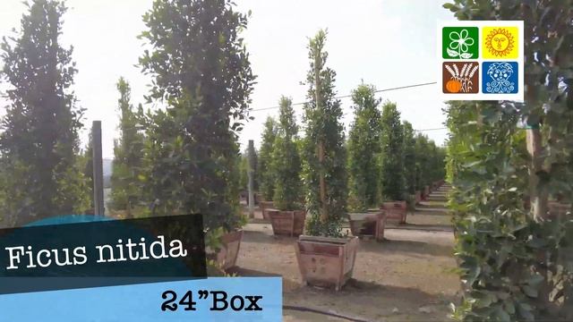 Ficus nitida 24"box at Piru yard смотреть онлайн