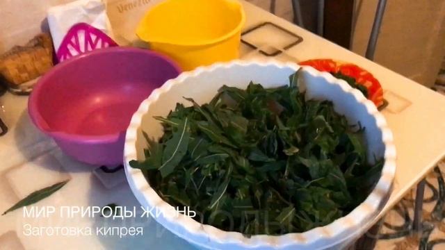Иван-чай заготавливаем правильно.Ферментация, сушка и дозревание.Польза копорского чая для организм