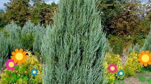 Можжевельник виргинский Скайрокет. Краткий обзор, описание juniperus virginiana Skyrocket
