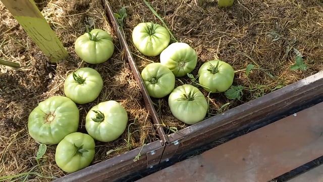 Ускорит ли красная тряпка созревание помидоров. Провожу эксперимент