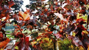 Прогулка Часть 8 Обзор моих растений Октябрь 2022