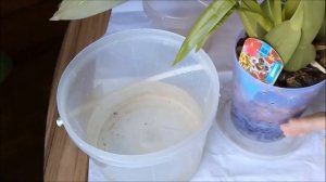 Ошибки при поливе Камбрии. Золотые правила полива.