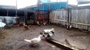 Утки башкирские, почему слабый оплод?