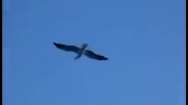 Чайки за кормой смотреть онлайн