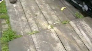 Охота на Медведя на овсах. Hunting for Bear in the oats in Russia