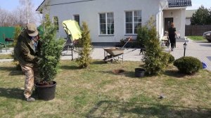 Посадка туи весной. Туя западная Брабант. Украшаем свой сад своими руками