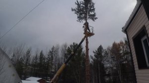 Спилили дерево, сосну