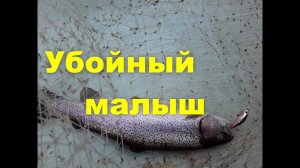 Убойный малыш. Обзор воблера Jackson Komachi