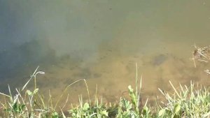 Нашествие головастиков ;)         Invasion of tadpoles ;)