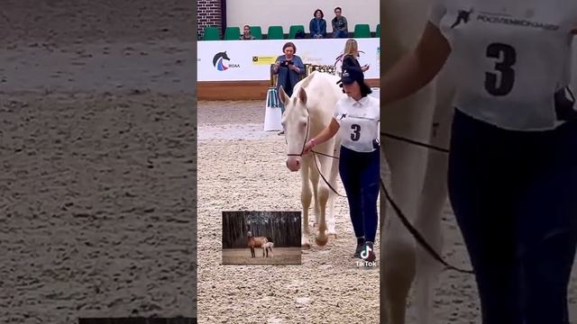 Изабелловая Ахалтекинская Принцесса.