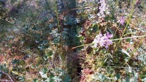 Пальчатокоренник. Ещё одна северная орхидея.