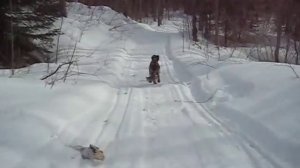 Small Munsterlander enjoying running and winter