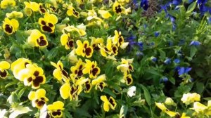 Виола или Анютины глазки - цветение и уход