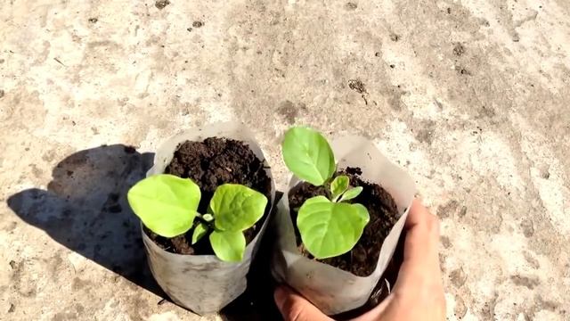 Как вырастить крепкую рассаду баклажан / Тонкости выращивания рассады баклажан