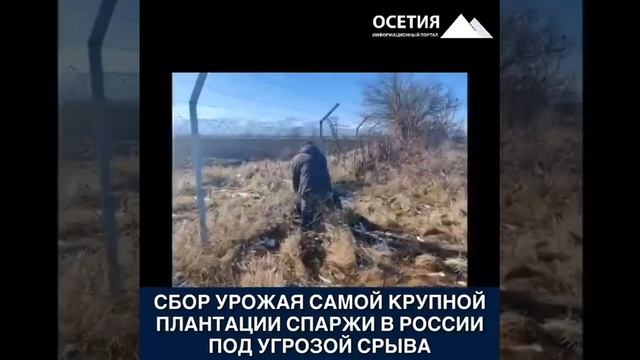 Сбор урожая спаржи в РСО-А под угрозой срыва смотреть онлайн