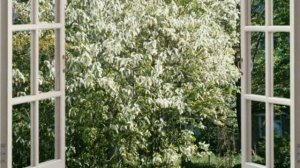 Ялгыз шомырт. Зифа Нагаева.
