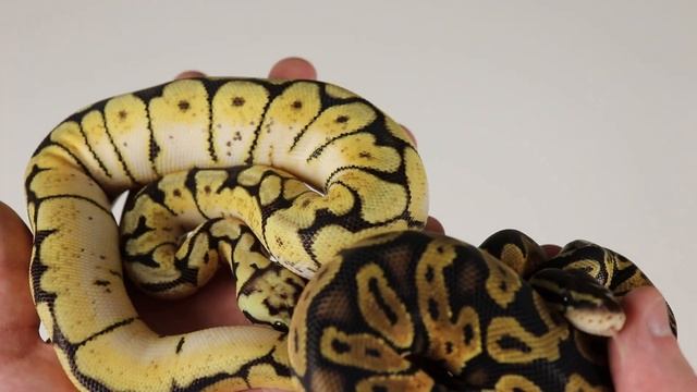 Morph Guide #4: The Spider Ball Python - Benjamin's Exotics