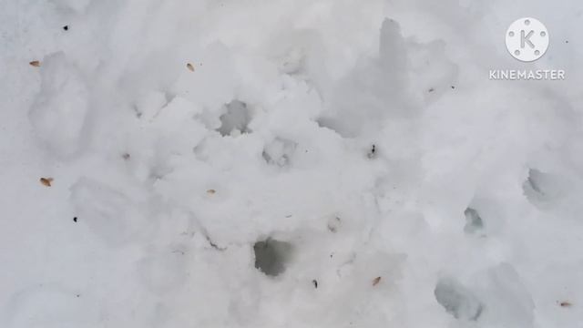 Посадка семян княжиков (клематисов) в снег.Мой опыт. 2023 г. смотреть онлайн