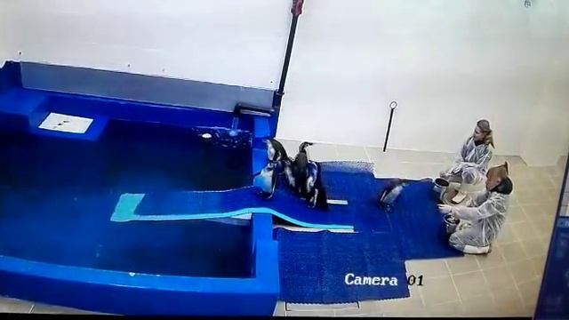 VL.ru - Пингвины Гумбольдта в Приморском океанариуме оценили корюшку и мойву смотреть онлайн