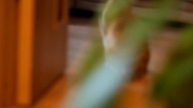 Тест видео Canon D60 смотреть онлайн