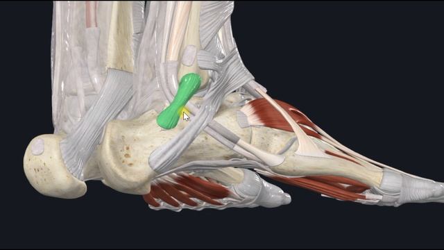 Длинная малоберцовая мышца (m. fibularis longus) 3D Анатомия
