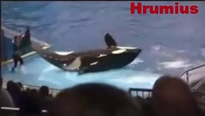 КАСАТКА ЧУТЬ НЕ УБИЛА ДРЕСИРОВЩИКА ХВОСТОМ