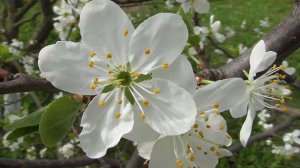 Белые цветы на яблоне. Дерево яблоня