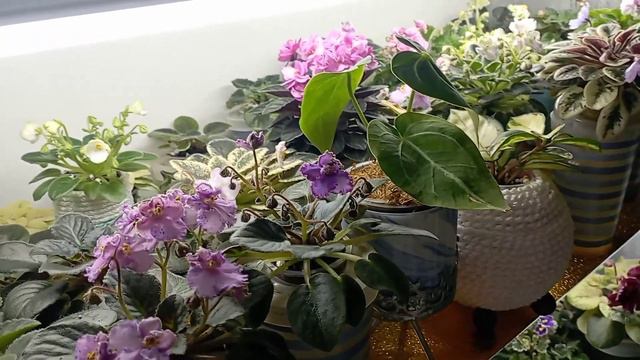 Фиалки на фитильном поливе🥰🌱как я выращиваю свою коллекцию 🌺💚