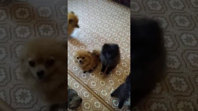 Все семейство шпицев. 4 часть смотреть онлайн