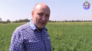 СУПЕР ЛЮЦЕРНА "GEA" и все что вы хотели знать!