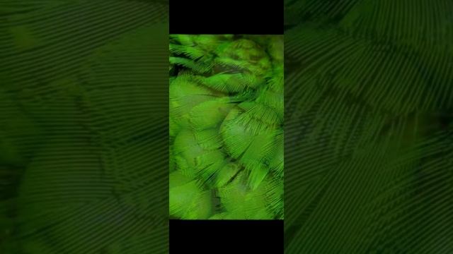 Зелёная эстетика ?☘????????