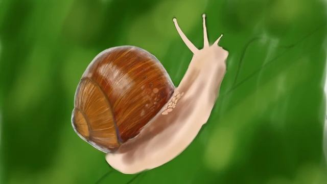 Рисуем улитку / Time lapse video: Drawing of a snail смотреть онлайн