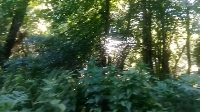 1. Для Сна, Отдыха и Расслабления. Летний лес на фоне далекой грозы. смотреть онлайн