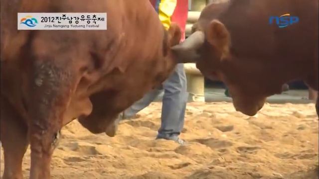 [N-tv] Корейский Национальный бой быков(11) смотреть онлайн